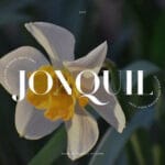 Jonquil Font