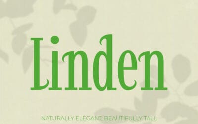 Linden Font